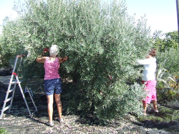 Olive picking 2011